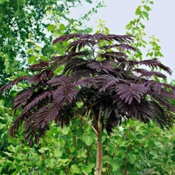 Albizia Julibrissin Summer Chocolate - Purple Silk Tree - Circa 100-120cm 9 Albizia Julibrissin Summer Chocolate - Purple Silk Tree - Circa 100-120cm -Outlet Plant Store albizzia summer chocolate 1 1