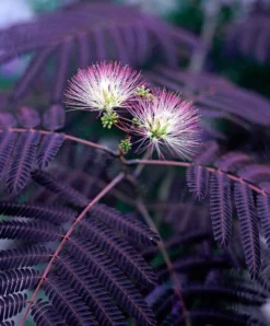 Albizia Julibrissin Summer Chocolate - Purple Silk Tree - Circa 100-120cm 10 Albizia Julibrissin Summer Chocolate - Purple Silk Tree - Circa 100-120cm -Outlet Plant Store albizzia summer chocolate 2 1