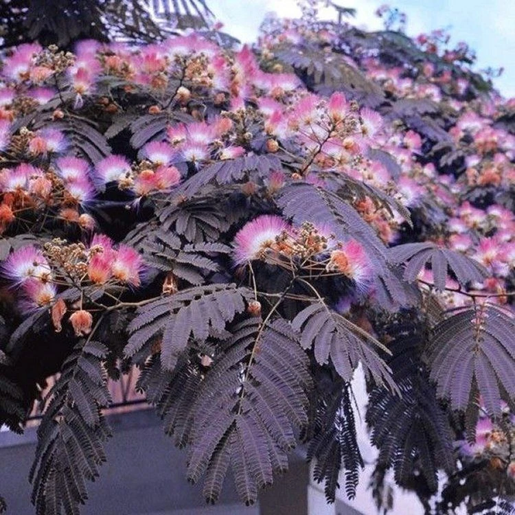 Albizia Julibrissin Summer Chocolate - Purple Silk Tree - Circa 100-120cm 2 Albizia Julibrissin Summer Chocolate - Purple Silk Tree - Circa 100-120cm - Image 2