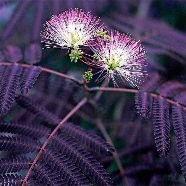 Albizia Julibrissin Summer Chocolate - Purple Silk Tree - Circa 100-120cm 1 Albizia Julibrissin Summer Chocolate - Purple Silk Tree - Circa 100-120cm