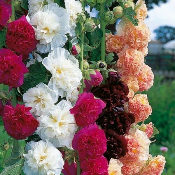 Hollyhock Chaters Doubles - Pack Of THREE Plants 2 Hollyhock Chaters Doubles - Pack Of THREE Plants - Image 2