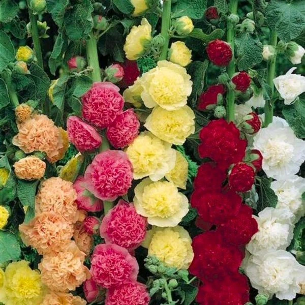 Hollyhock Chaters Doubles - Pack Of THREE Plants 1 Hollyhock Chaters Doubles - Pack Of THREE Plants