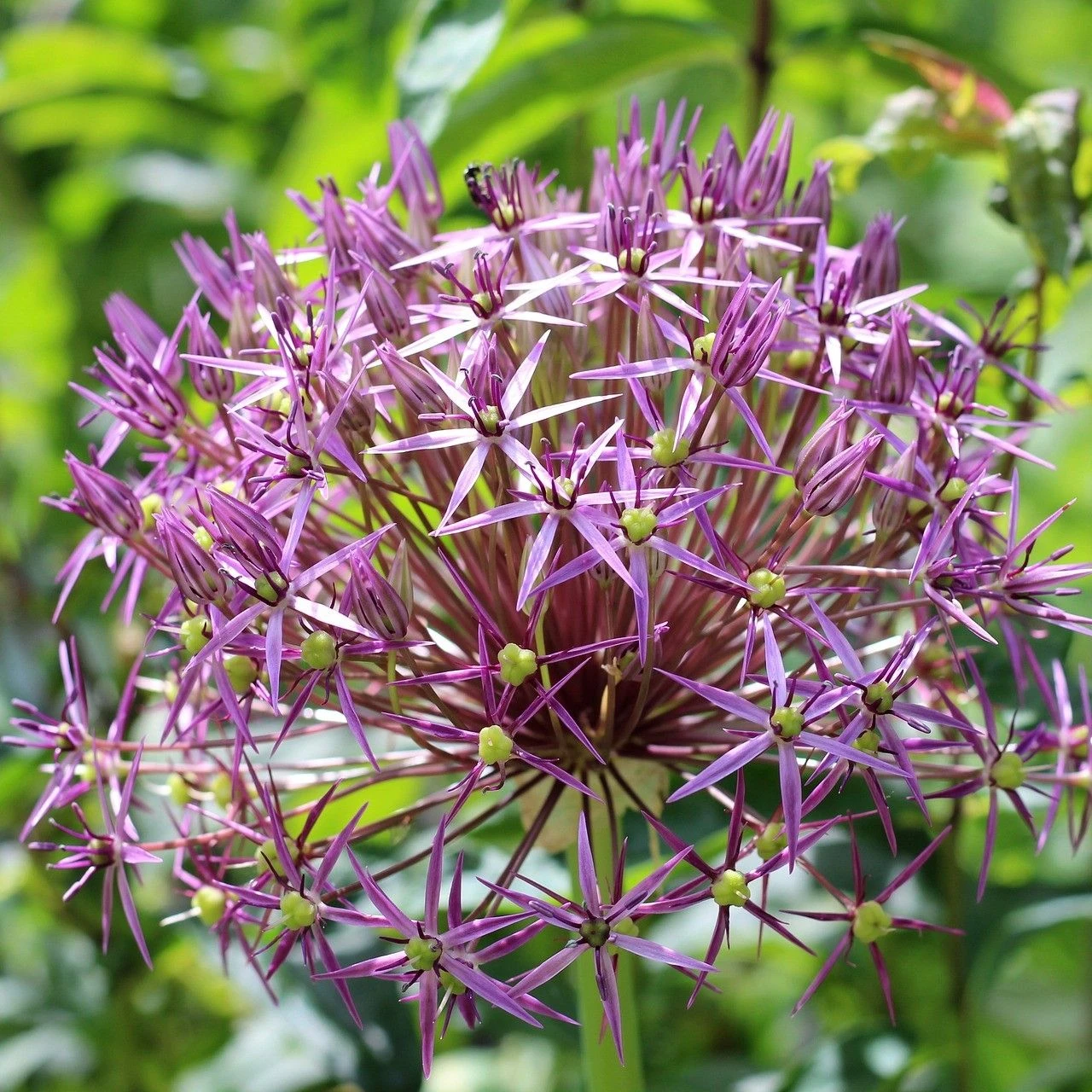 Allium Christophii - Star Of Persia - Pack Of 40 Bulbs