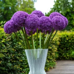 Outlet Plant Store -Outlet Plant Store allium globemaster3