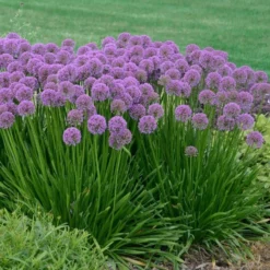 Outlet Plant Store -Outlet Plant Store allium millenium 3
