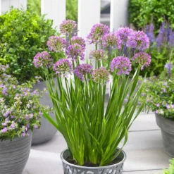Allium Senescens Millenium - Amazing Summer Flowering Allium 6 Allium Senescens Millenium - Amazing Summer Flowering Allium -Outlet Plant Store allium millenium 4