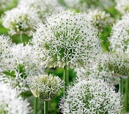 Allium Stipitatum Mount Everest 2 Allium Stipitatum Mount Everest - Image 2