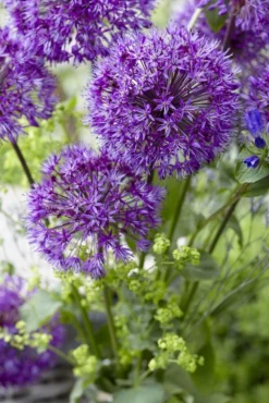 Outlet Plant Store -Outlet Plant Store allium purple sensation visi 18 11 20 2 1