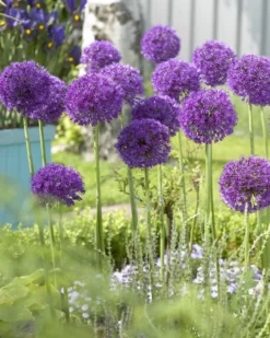 Allium Purple Sensation - Pack Of 40 Bulbs