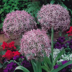 Outlet Plant Store -Outlet Plant Store allium christophii 1