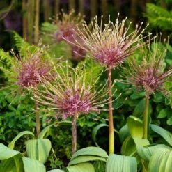 Outlet Plant Store -Outlet Plant Store allium schubertii2 1