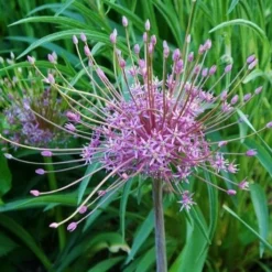 Allium Schubertii - Giant Sparkler Firework Allium -Outlet Plant Store allium schubertii3 1