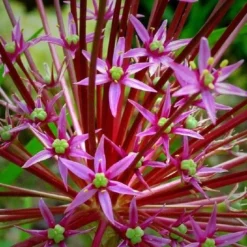 Allium Schubertii - Giant Sparkler Firework Allium -Outlet Plant Store allium schubertii4 1
