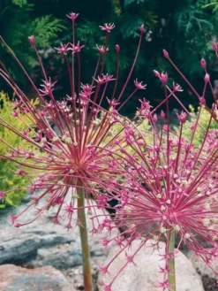 Allium Schubertii - Giant Sparkler Firework Allium -Outlet Plant Store allium schubertii 1