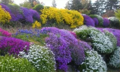 Alpine Plant Collection - Pack Of 8 Alpine Rockery Plants