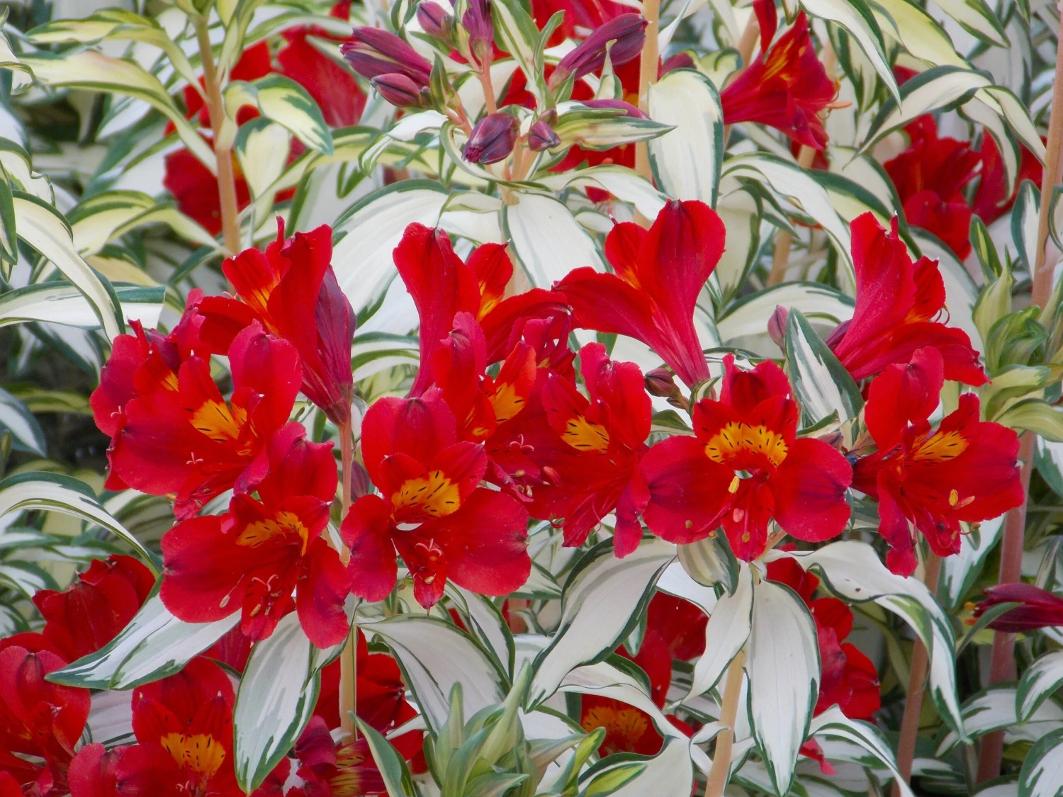 Alstroemeria 'Little Miss Zoe' - Variegated Peruvian Lily 3 Alstroemeria 'Little Miss Zoe' - Variegated Peruvian Lily - Image 3