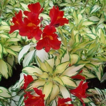Alstroemeria 'Little Miss Zoe' - Variegated Peruvian Lily 1 Alstroemeria 'Little Miss Zoe' - Variegated Peruvian Lily