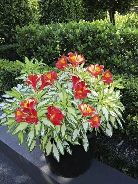 Alstroemeria 'Little Miss Zoe' - Variegated Peruvian Lily 2 Alstroemeria 'Little Miss Zoe' - Variegated Peruvian Lily - Image 2