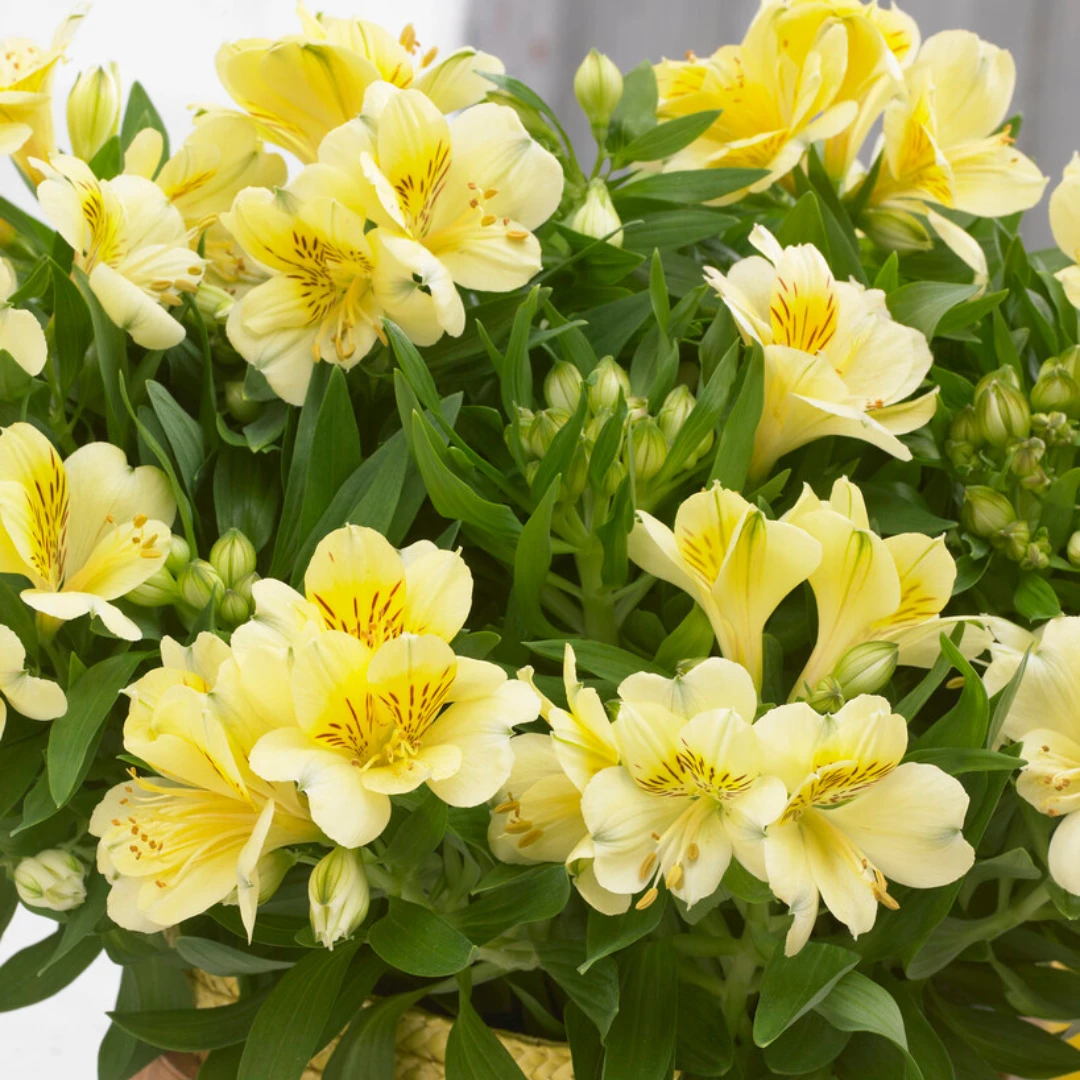 Alstromeria 'Lisa' 1 Alstromeria 'Lisa'