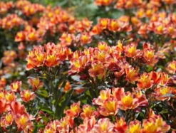 Alstroemeria Indian Summer - Hardy Peruvian Lily -Outlet Plant Store alstroemeria indian summer 1 2