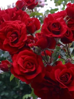 Large 6-7ft Climbing Rose Amadeus 9 Large 6-7ft Climbing Rose Amadeus -Outlet Plant Store amadeus rose