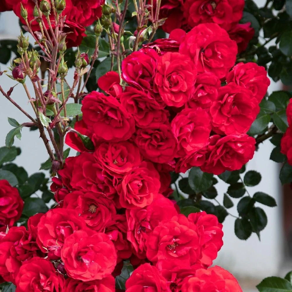 Large 6-7ft Climbing Rose Amadeus 4 Large 6-7ft Climbing Rose Amadeus - Image 4