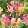 Lonicera X Heckrottii American Beauty