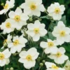 Anemone Hybride Andrea Atkinson - Japanese Anemone Windflower