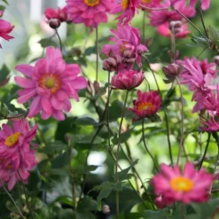 Anemone Hybrida Bressingham Glow - Japanese Anemone -Outlet Plant Store anemone bressingham glow 1