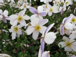 Anemone Elfin Swan - Wind Flower Or Japanese Anemone -Outlet Plant Store anemone elfin swan2