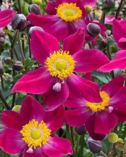 Anemone Fantasy 'Ariel' - Japanese Anemone - Windflower -Outlet Plant Store anemone fantasy ariel 1