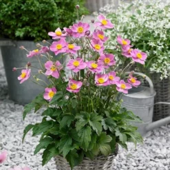 Anemone Japonica Fantasy 'Cinderella' - Japanese Anemone - Windflower -Outlet Plant Store anemone fantasy cinderella 1 750x750 1
