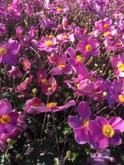 Anemone Japonica Fantasy 'Cinderella' - Japanese Anemone - Windflower -Outlet Plant Store anemone fantasy own 1