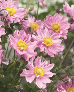 Anemone Hybrida Pocahontas - Japanese Anemone Windflower -Outlet Plant Store anemone fantasy pocahontas photo visions