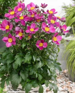 Anemone Hupehensis 'Red Riding Hood' - Japanese Anemone - Windflower -Outlet Plant Store anemone fantasy red riding hood3