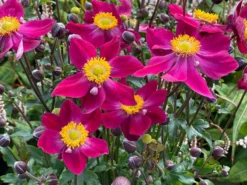 Anemone Fantasy 'Ariel' - Japanese Anemone - Windflower -Outlet Plant Store anemone fantasy serie ariel