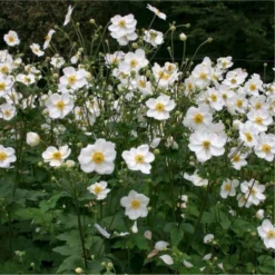 Anemone Honorine Jobert - Japanese Anemone In Bud & Bloom -Outlet Plant Store anemone honorine jobert750x750 1