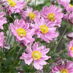 Anemone Hybrida Pocahontas - Japanese Anemone Windflower -Outlet Plant Store anemone pocahontas750x750