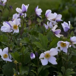 Anemone Japonica Wild Swan - Wind Flower Or Japanese Anemone
