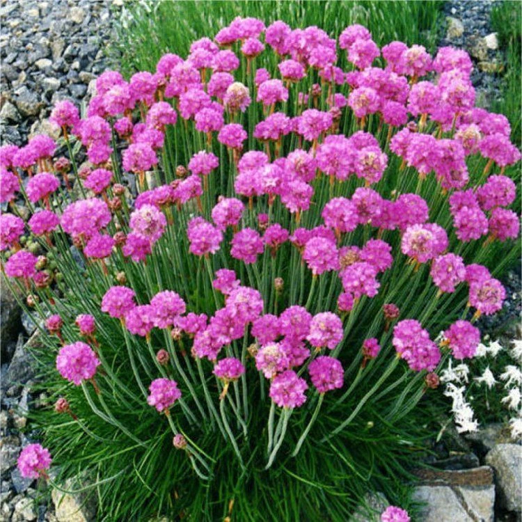 Armeria Maritima Splendens - Sea Thrift Plants - Pack Of FOUR 1 Armeria Maritima Splendens - Sea Thrift Plants - Pack Of FOUR