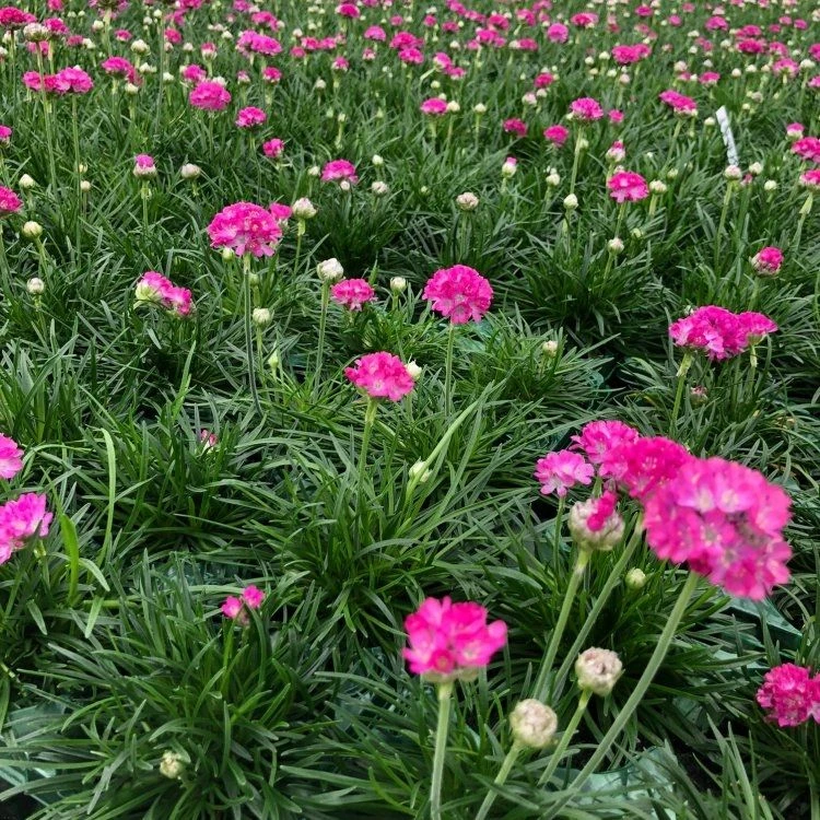 Armeria Maritima Splendens - Sea Thrift Plants - Pack Of FOUR 2 Armeria Maritima Splendens - Sea Thrift Plants - Pack Of FOUR - Image 2