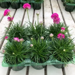 Armeria Maritima Splendens - Sea Thrift Plants - Pack Of FOUR 5 Armeria Maritima Splendens - Sea Thrift Plants - Pack Of FOUR -Outlet Plant Store armeria pink 6pk