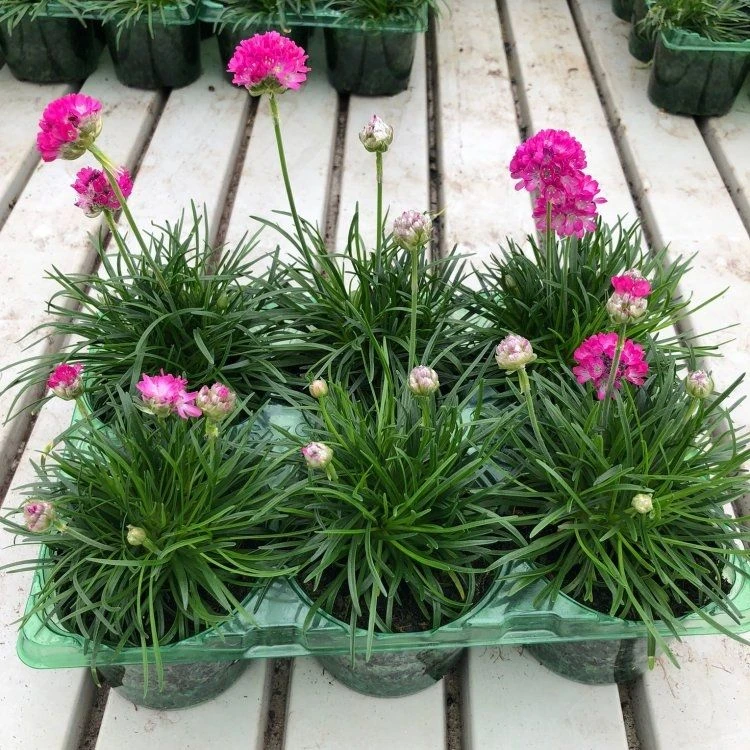 Armeria Maritima Splendens - Sea Thrift Plants - Pack Of FOUR 3 Armeria Maritima Splendens - Sea Thrift Plants - Pack Of FOUR - Image 3