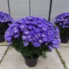Michaelmas Daisy - SAPPHIRE BLUE - Pack Of THREE Flowering Aster Plants
