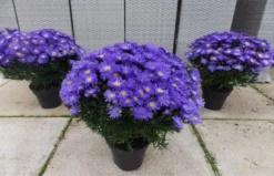 Michaelmas Daisy - SAPPHIRE BLUE - Pack Of THREE Flowering Aster Plants