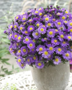 Michaelmas Daisy - SAPPHIRE BLUE - Pack Of THREE Flowering Aster Plants -Outlet Plant Store aster blue sapphire