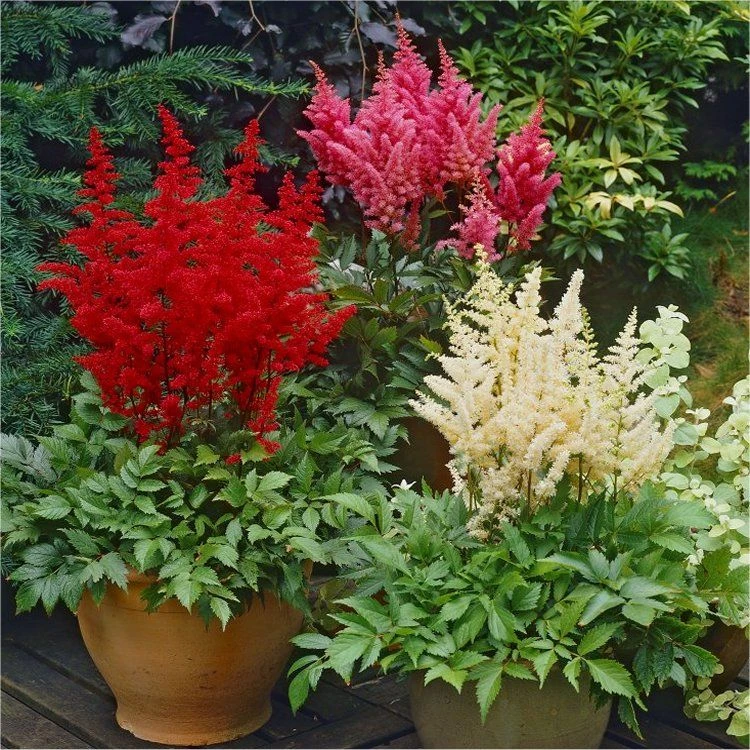 Astilbe Collection - Pack Of THREE Plants 2 Astilbe Collection - Pack Of THREE Plants - Image 2