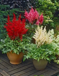 Astilbe Collection - Pack Of THREE Plants
