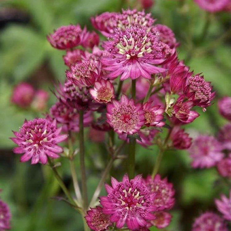 Astrantia Star Of Beauty - Masterwort 1 Astrantia Star Of Beauty - Masterwort