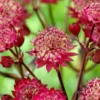 Astrantia Major Star Of Love - Pincushion Flower